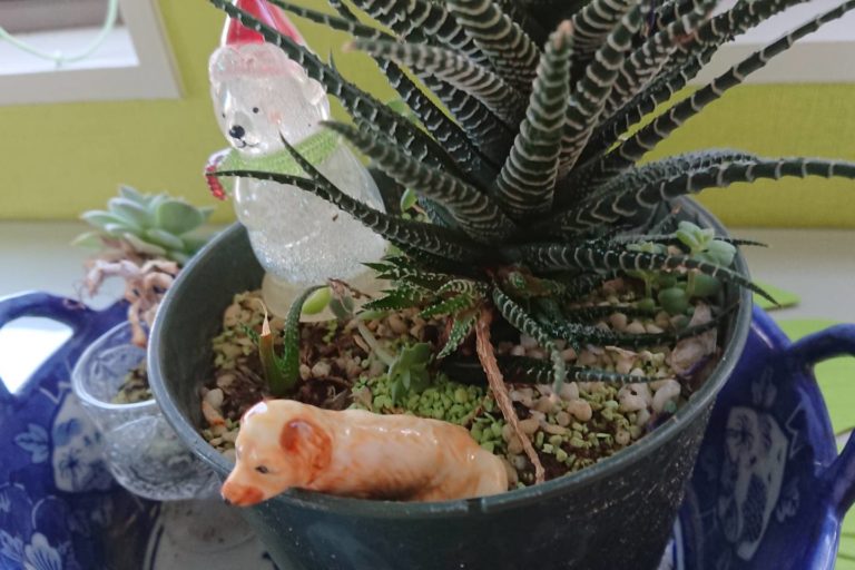 多肉植物から花が 株式会社 髙木建設 アスファルト舗装 熊本